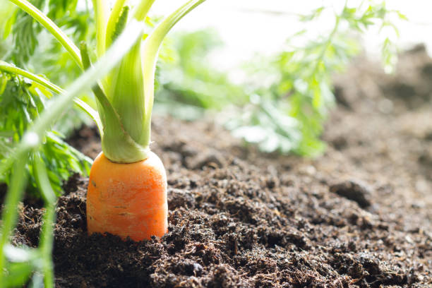 морковный овощ растет в саду на органическом фоне почвы - vegetable green close up agriculture стоковые фото и изображения