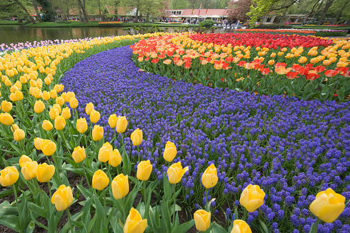 Flower bed of multi colored tulips in a public park. Exposure with extreme wide-angle lens.