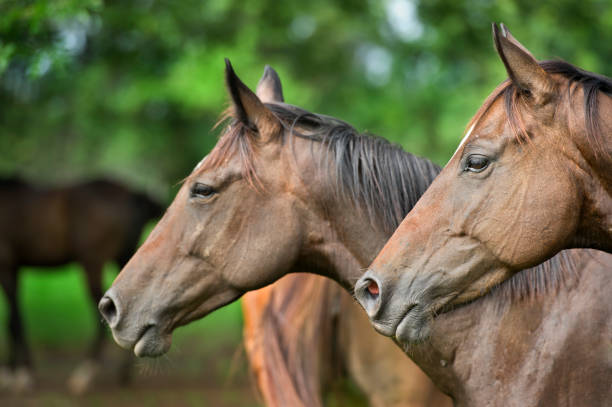 istock head of two brown horse 940437540