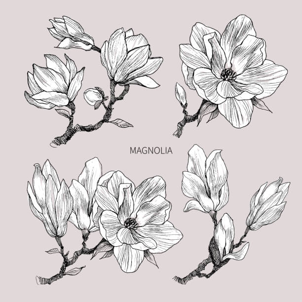 bildbanksillustrationer, clip art samt tecknat material och ikoner med bläck, penna, blad och blommor av magnolia isolera. line art transparent bakgrund. hand dras naturmålning. freehand skissa illustration. - magnolia