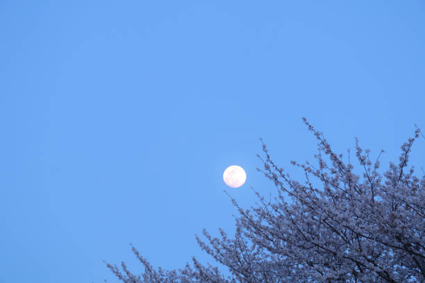 istock Japanese cherry blossom tree on moon night blue sky background 940441676