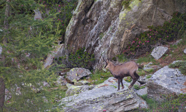 istock Chamois on a rock on the alps 940442194