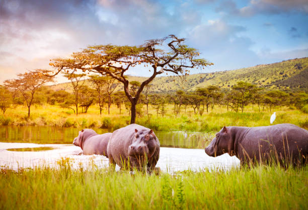 hippos in akagera national park - safari animals africa animals in the wild hippopotamus imagens e fotografias de stock