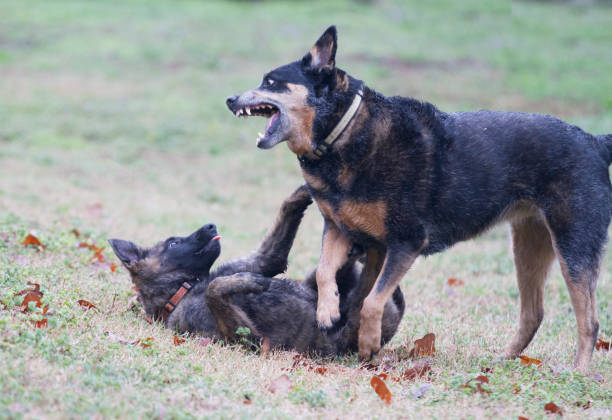 istock Dogs playing or fighting outdoors 940442782