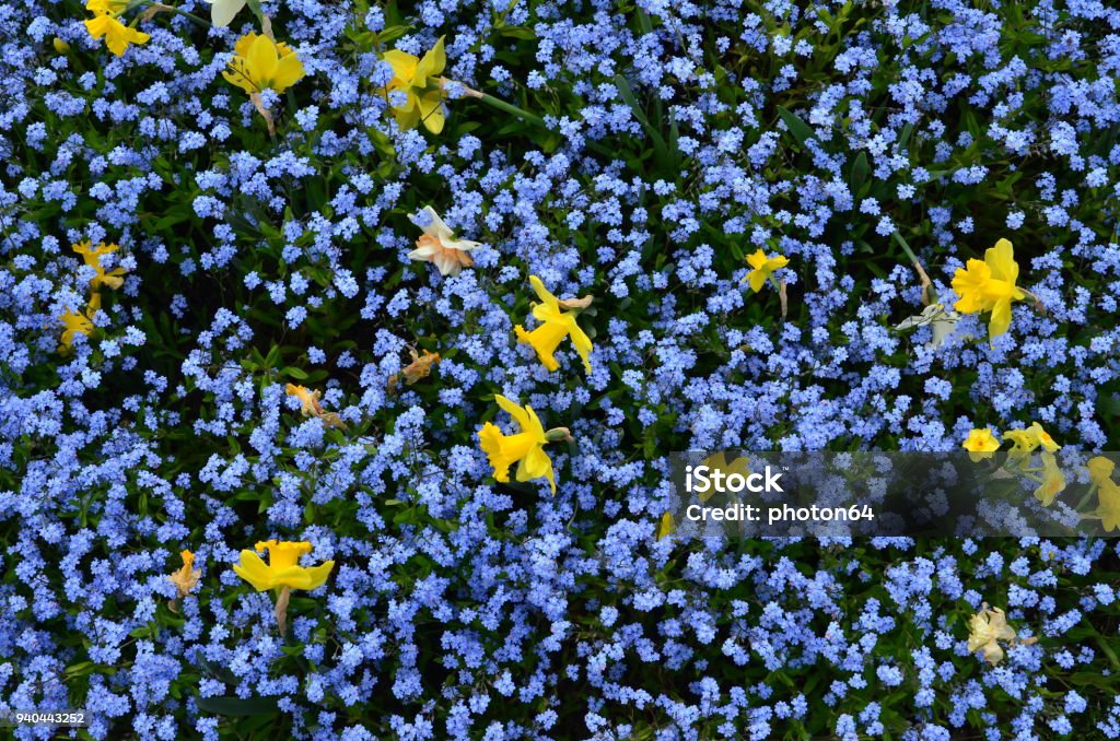 Daffodil and forget-me-not from above Few yellow daffodils  between forget-me-not flowers, shot from above Blue Stock Photo