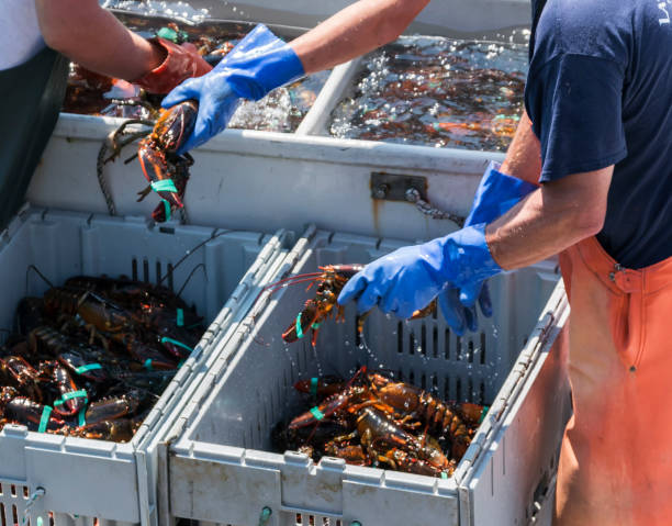 istock Live Maine Lobster being sorted 940446856