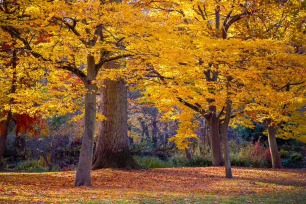 istock Autumn scene in bushy park 940449640