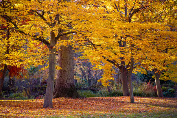 cena de outono em bushy park - bushy park - fotografias e filmes do acervo