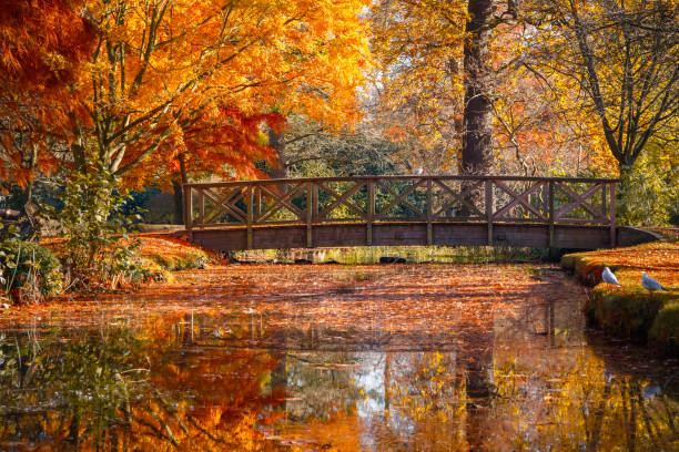 ponte de madeira no parque espessa com cena de outono - bushy park - fotografias e filmes do acervo