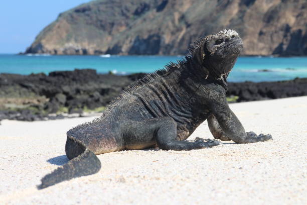 King of the Beach