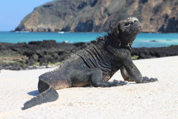 король пляжа - marine iguana стоковые фото и изображения