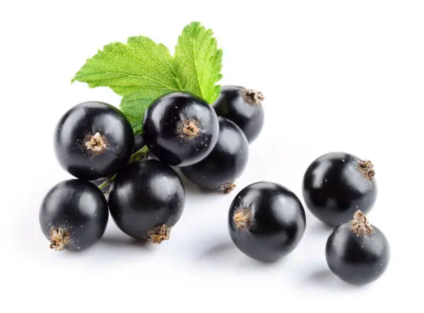 Photo of Black currant isolated. Currant with leaf on white.