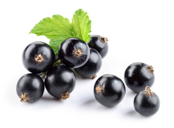 black currant isolated. currant with leaf on white. - black currant currant black fruit imagens e fotografias de stock