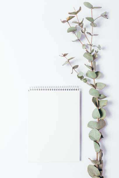 istock Template of blank notepad and vertical eucalyptus branch on white 940450700