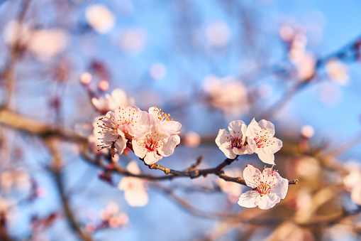 Almond flowers against the blue sky, close-up