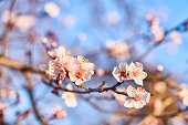 Almond flowers against the blue sky,