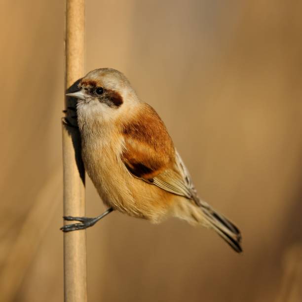 istock European penduline tit (Remiz pendulinus) on a beautiful background 940451768