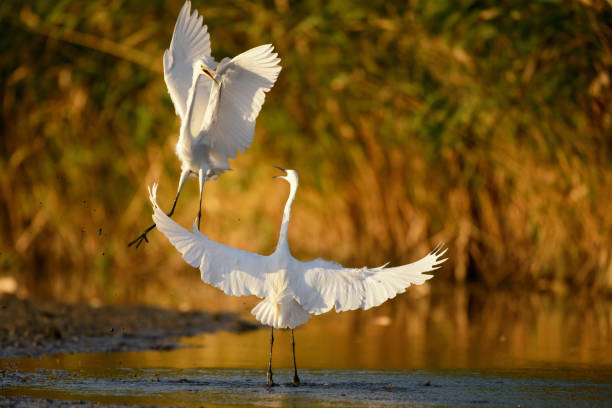 istock Two white herons, jumping with spread wings in the water 940451898