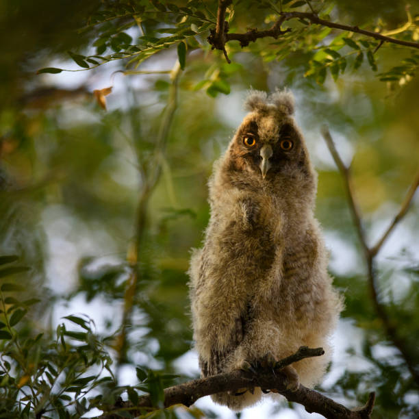 istock portrait of a juv long-eared owl 940451942