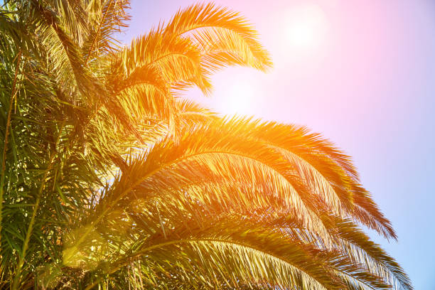 istock Tropical sun shining through the palm trees 940454288