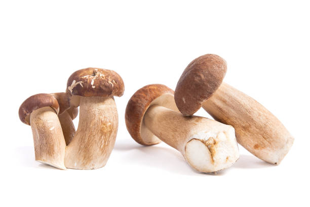 istock Several porcini mushrooms known as boletus edulis isolated on white 940454734