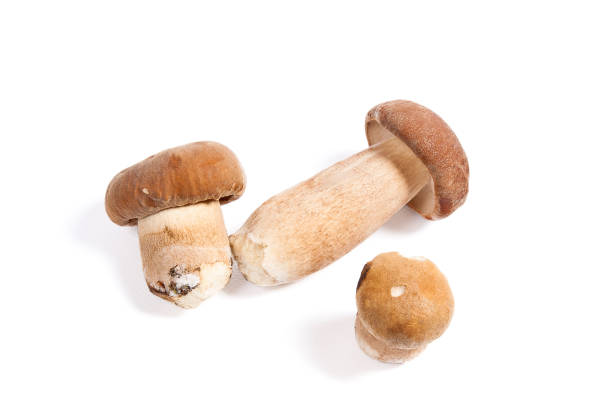 istock Several porcini mushrooms known as boletus edulis isolated on white 940454924