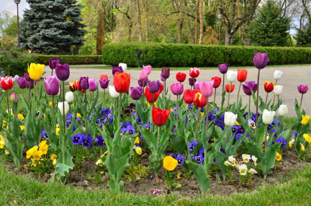Flowers in Gardens and Parks