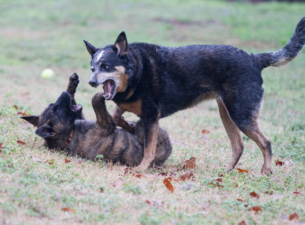 istock Dogs playing showing pack leader and submission 940455174