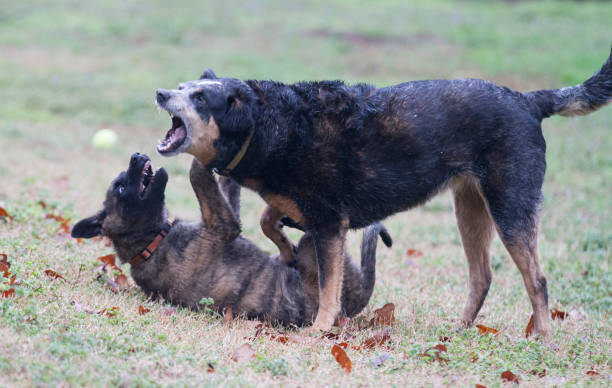 istock Dogs playing showing pack leader and submission 940455194