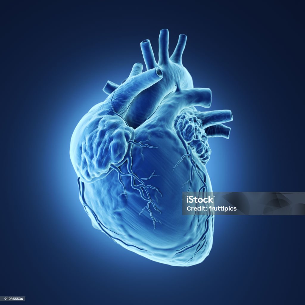 Human heart Xray. 3d rendered illustration of a human heart Xray. Human Heart Stock Photo