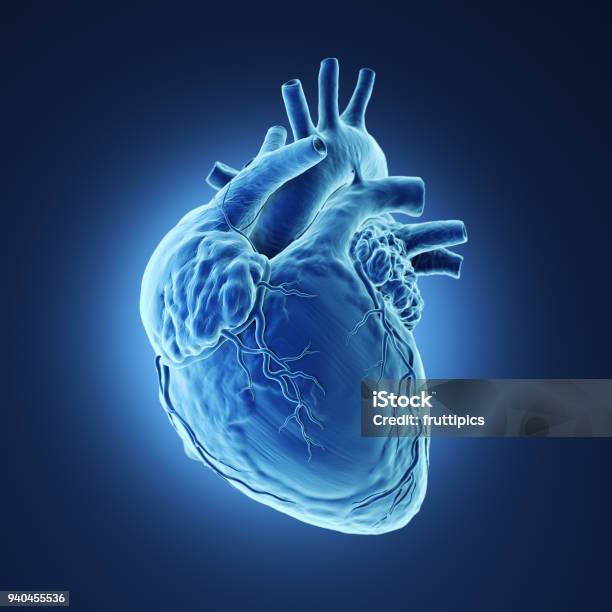Human Heart Xray Stock Photo - Download Image Now - Human Heart, Heart - Internal Organ, Anatomy