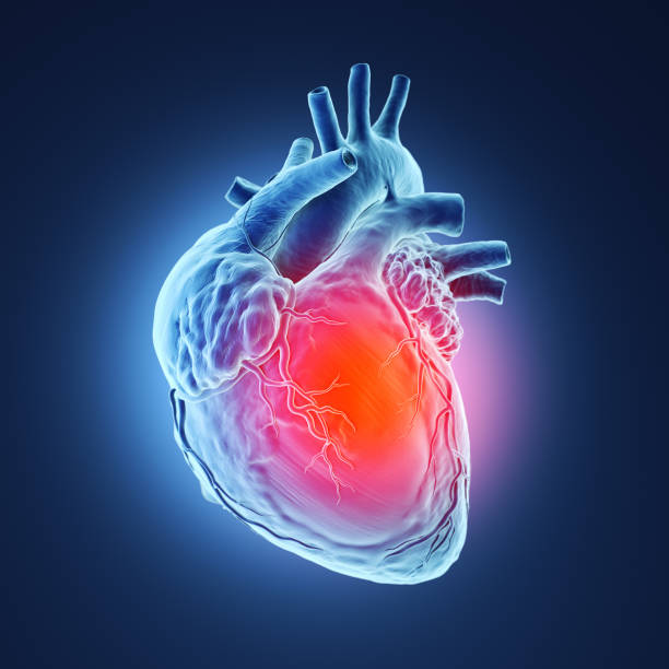 3d rendered human heart. stock photo