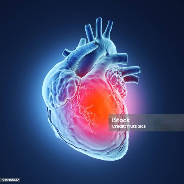 3d Rendered Human Heart Stock Photo - Download Image Now - Heart - Internal Organ, Human Heart, Illness