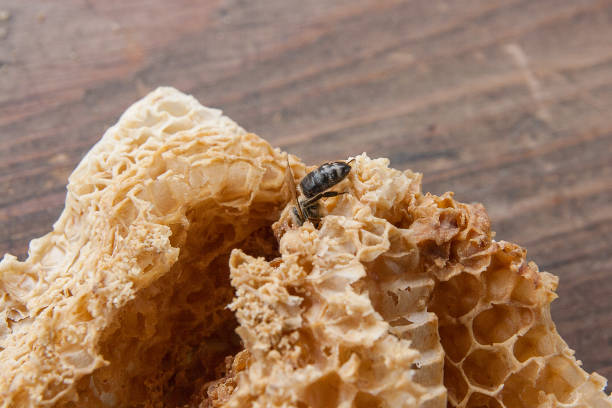istock Working bee on the honeycomb with sweet honey. 940458234