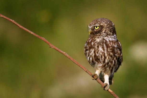 istock The little owl (Athene noctua) sitting on a stick 940458348