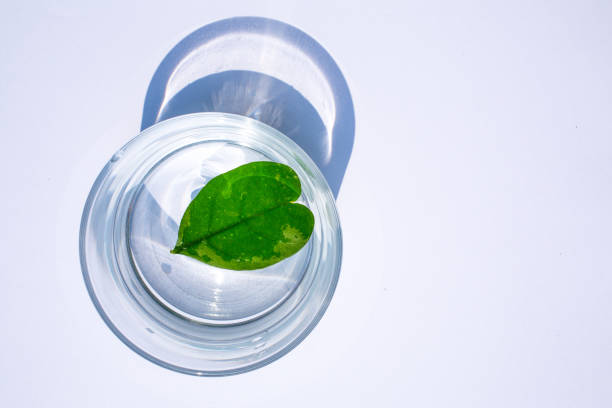 istock Heart leaf shape in glass of water  isolated on white background 940458748