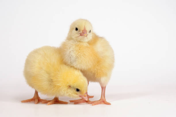 Two little chicken broiler isolated on white. Two little chicken broiler isolated on white soft nest stock pictures, royalty-free photos & images