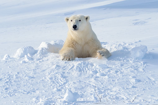 Polar Bear (Ursus maritimus) standing on rocks near the edge of the water. The Polar Bear is a vulnerable species because of habitat loss caused by climate change.