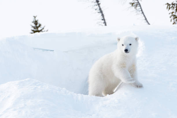 Polar bear (Ursus maritimus) cub stock photo