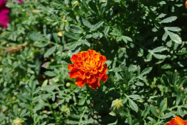 marigold surrounded by green leaves in a garden