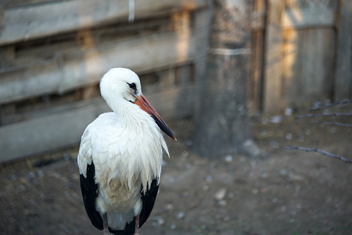 Single stork in captivity at an animal shelter.
