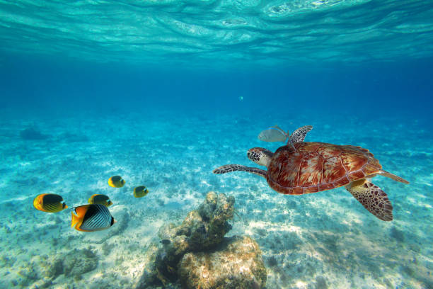 istock Green turtle swimming in the tropical water 940462440