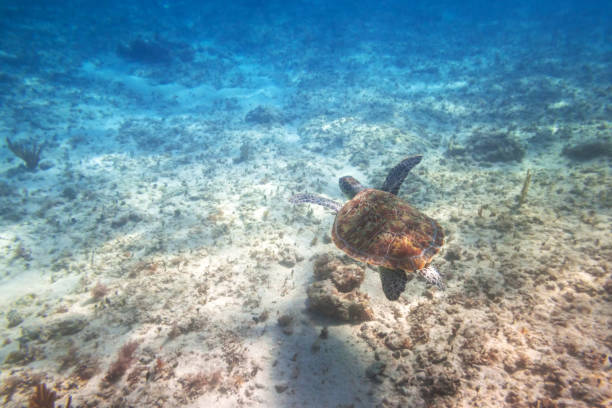 istock Green turtle swimming in the Caribbean sea 940462630