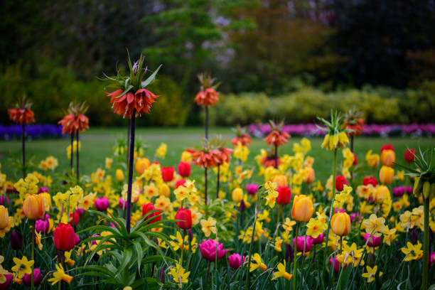 istock Assorted tulips in all colors, large picture 940463614