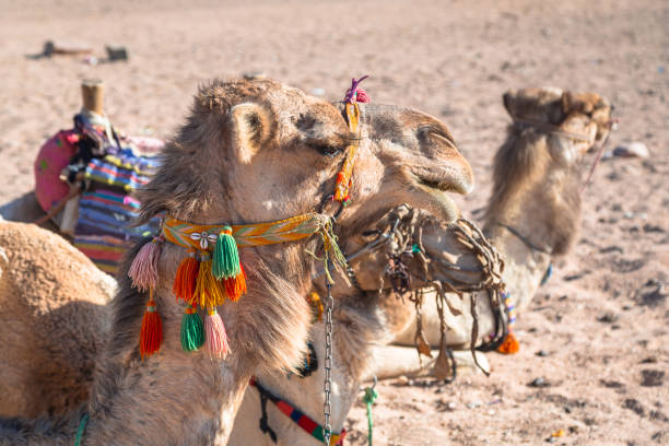 istock Camels on the african desert 940463628