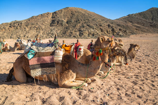 istock Camels on the african desert 940464562