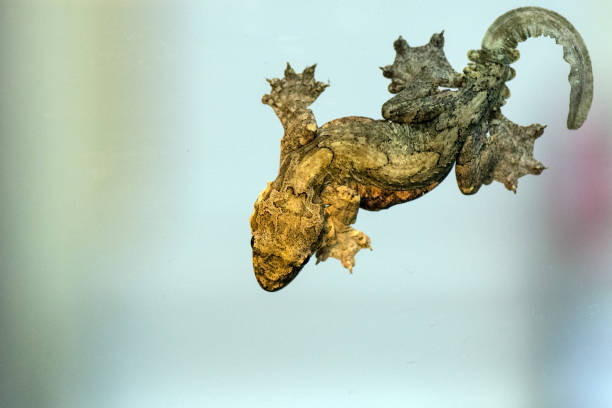 istock Ptychozoon kuhli Kuhl's flying gecko 940469160