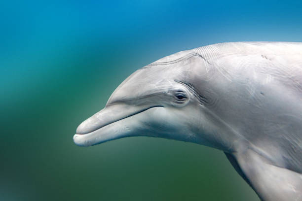 istock dolphin close up portrait detail while looking at you 940469234