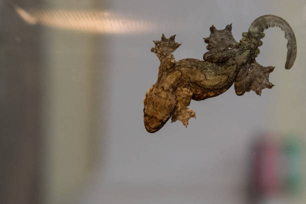 istock Ptychozoon kuhli Kuhl's flying gecko 940469422