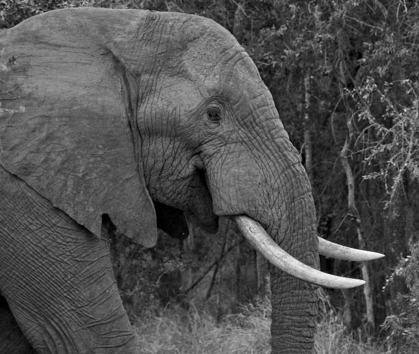 istock The Matriarch - Female African Elephant 940469510